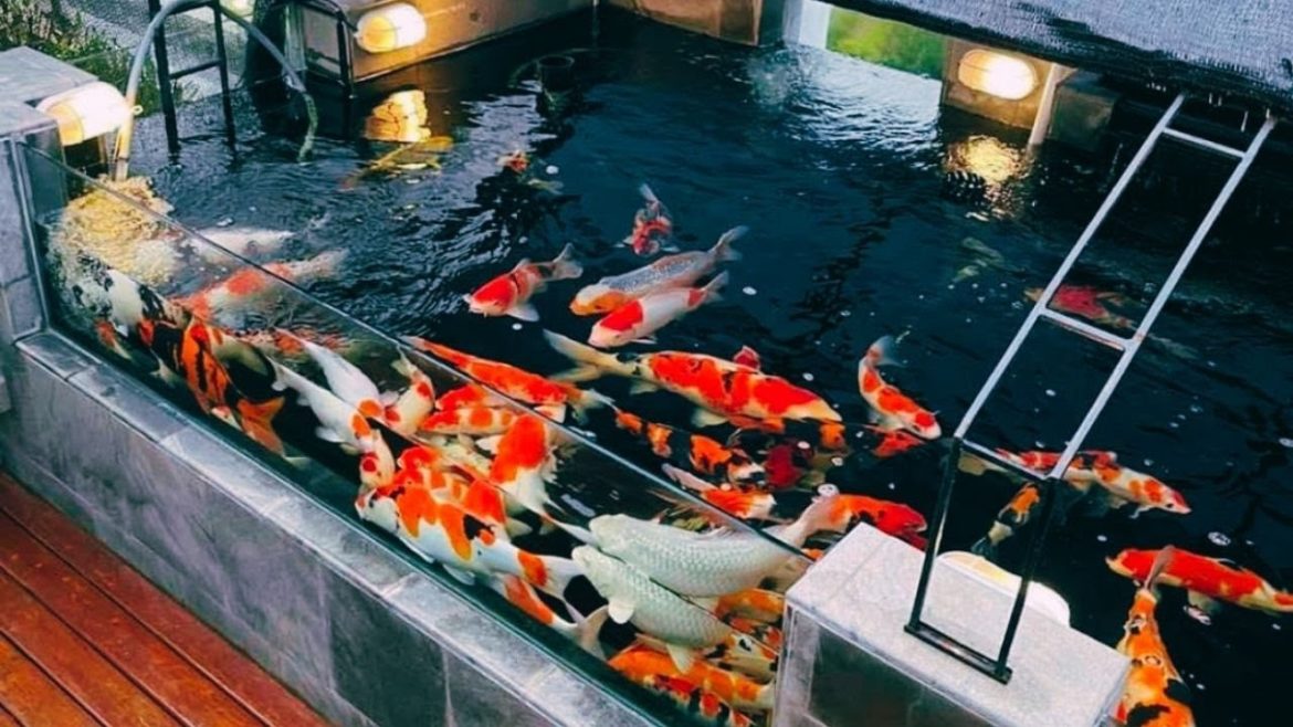 Top 5 Ultimate Koi Tank – Unbelievable Koi Pond Garden Design Top 5 Ultimate Koi Tank - Unbelievable Koi Pond Garden Design