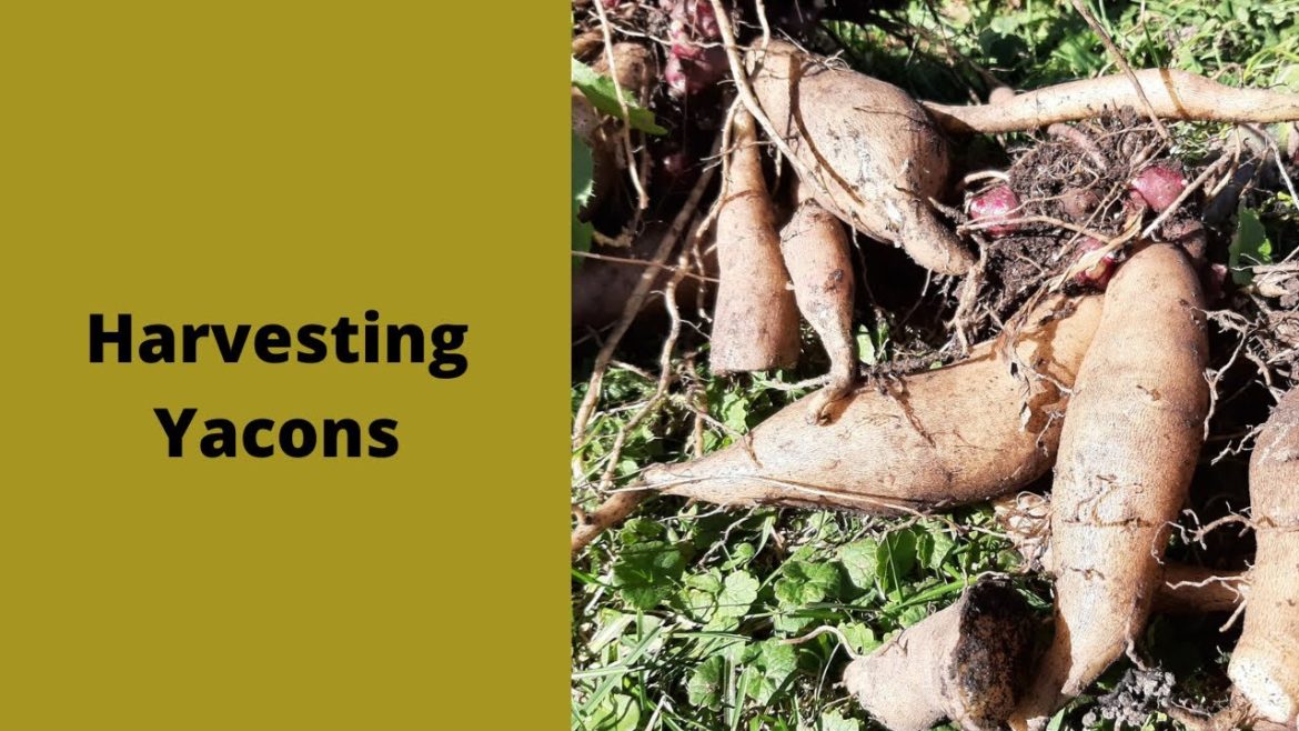 Harvesting Yacons 2022 Harvesting Yacons 2022