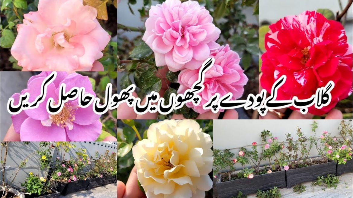 Overview of My Rose Garden | Rooftop Rose Garden | Tips for Healthy & Beautiful Roses | RMG