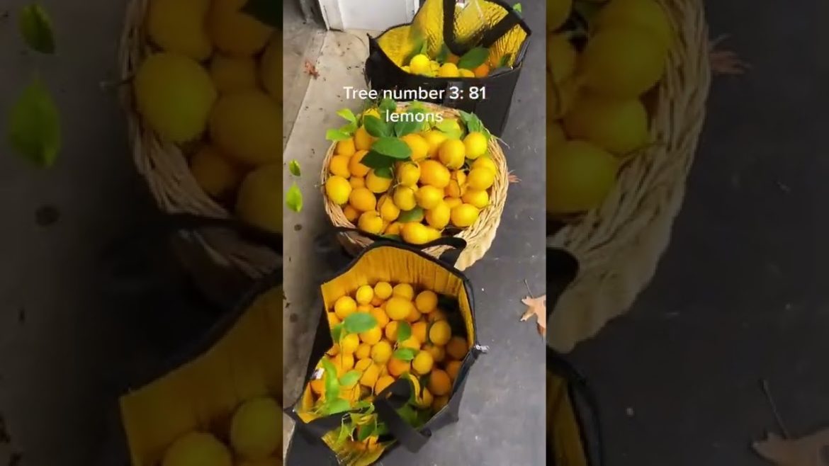 Citrus Tree Tiktok vstefanidis Citrus Tree Tiktok vstefanidis