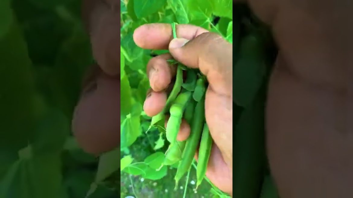 Tips For Growing Peas In Your Home Garden