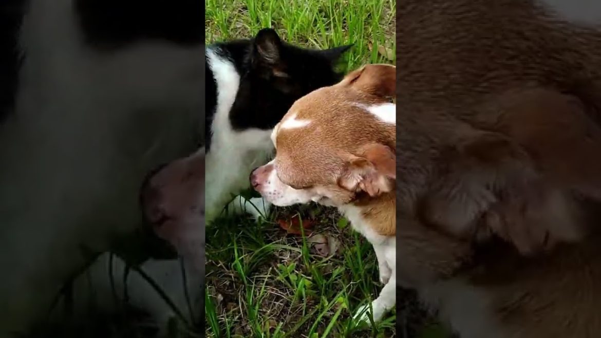 Biggest Problem as a Hydroponic Gardener Day 19