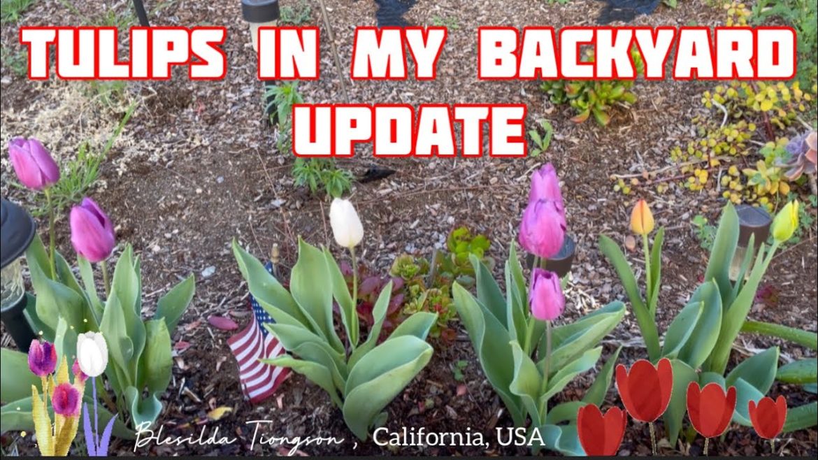TULIPS IN MY BACKYARD GARDEN UPDATE // #tulipagesneriana