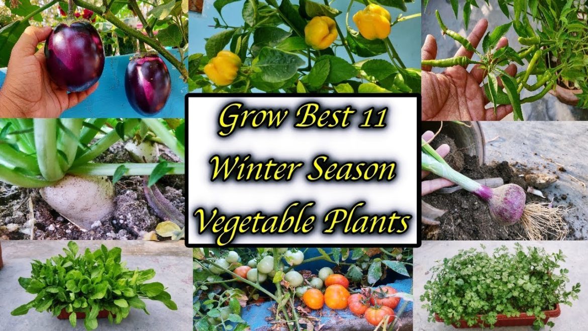 Top 11 Vegetables To Grow Over Winter || Vegetables To grow Outdoors In Winter ( Winter Special ) Top 11 Vegetables To Grow Over Winter || Vegetables To grow Outdoors In Winter ( Winter Special )