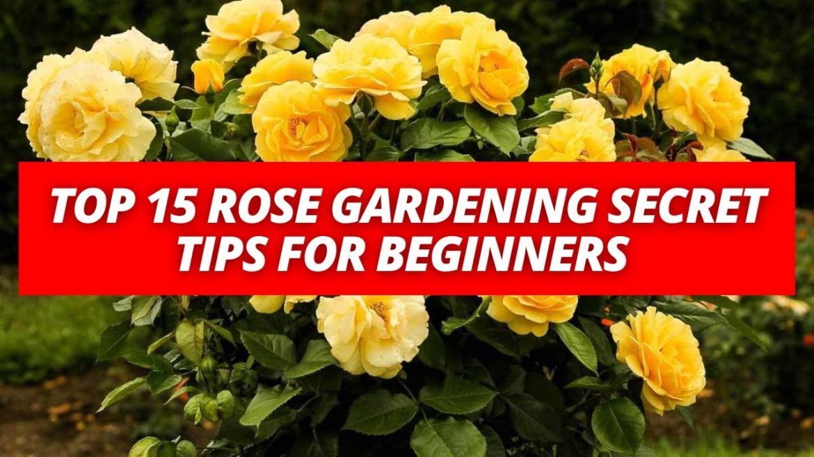 Top 15 Rose gardening secret tips for beginners | Create a new rose garden