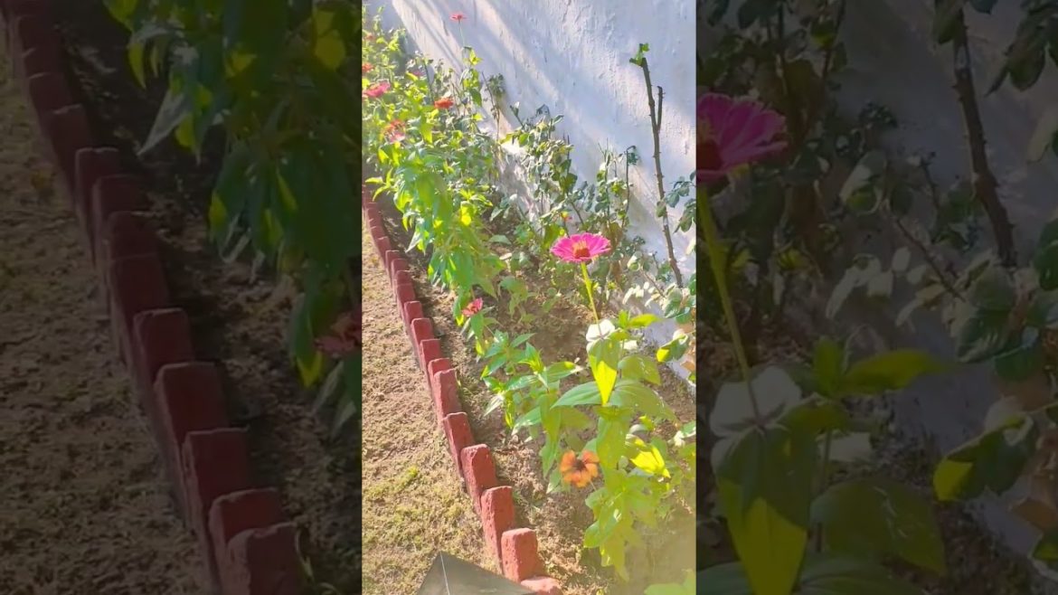 Garden 🏡 watering..❣️☺️#gardentips #garden #plants #flowers #watering