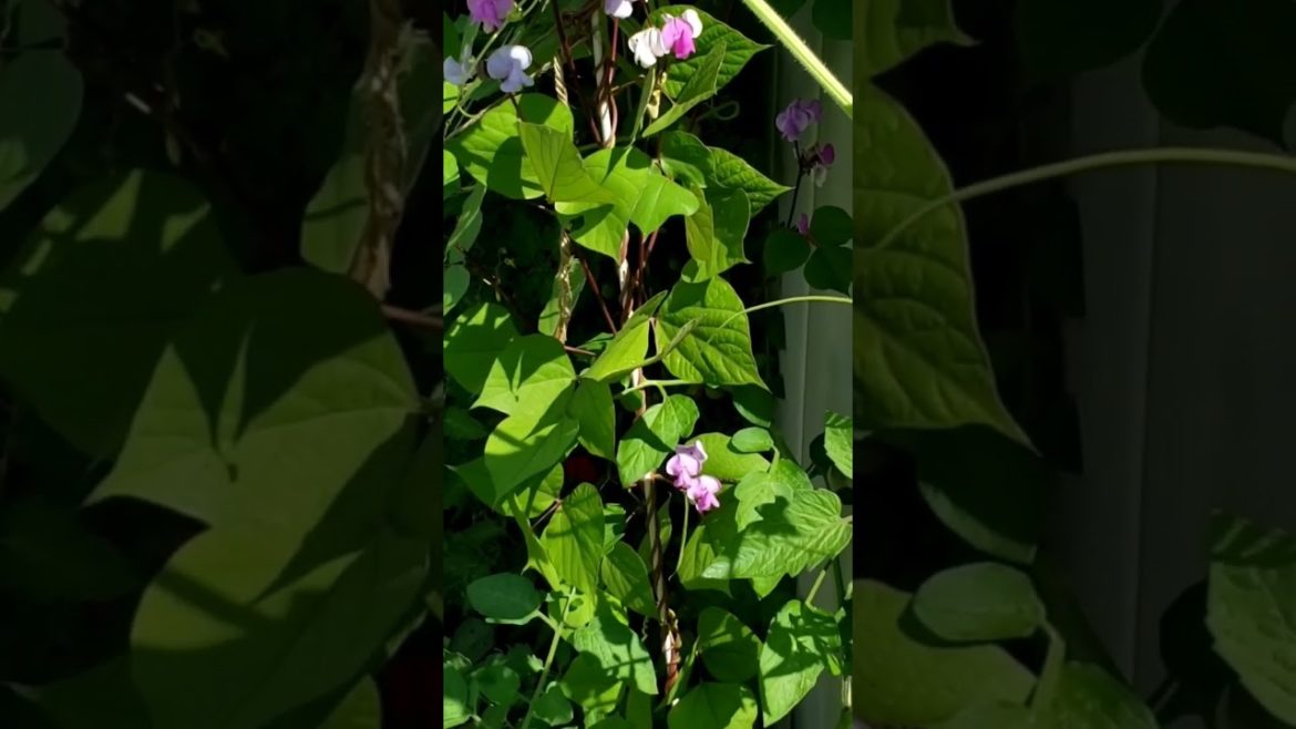 End of Summer Garden #garden #vegetablegarden #shorts