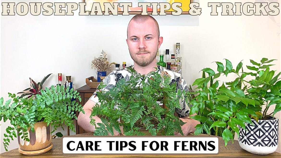 Care Tips For Ferns | Houseplant Tips & Tricks