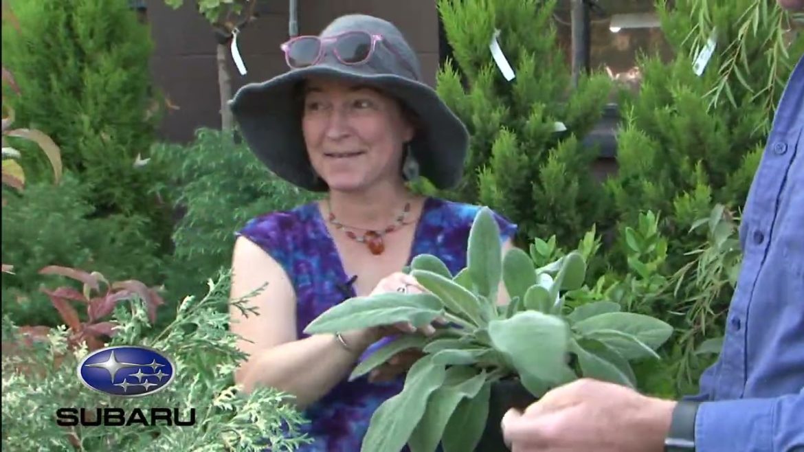 Podcast 7 - Fall and winter plants