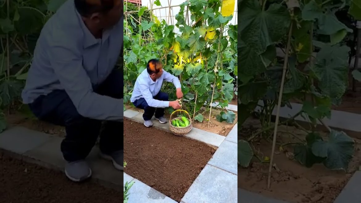October 2022 Tips for garden  at home with me