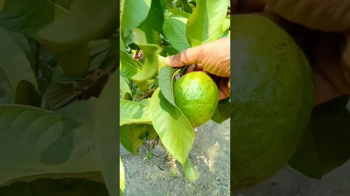 I grow gauva fruit tree at home #shorts