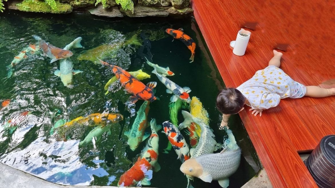 Henry really loves feeding Jumbo Koi! Gorgeous Backyard Koi Pond Design