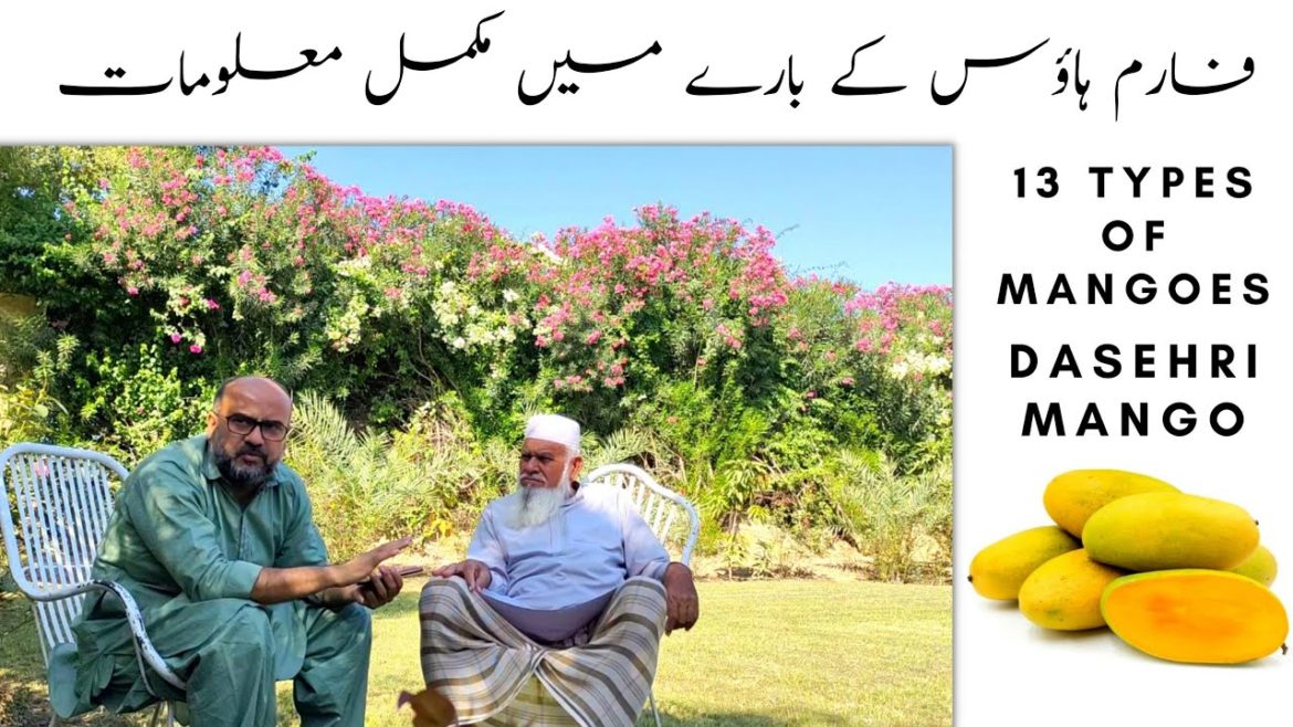 Tour to Farmhouse In Bahawalpur | Kinno Garden | Ali Kumbo | URDU | HINDI