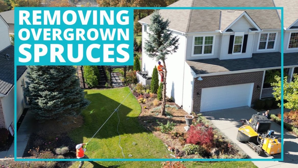 The Spruces Are Gone! | The Southerner's Northern Garden The Spruces Are Gone! | The Southerner's Northern Garden