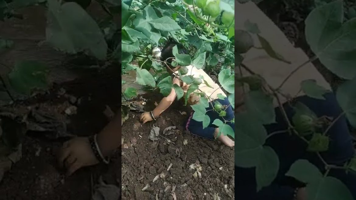 cute baby video 2022 |jcb cartoon video |indian baby video 2022#shorts#ytshorts cute baby video 2022 |jcb cartoon video |indian baby video 2022#shorts#ytshorts