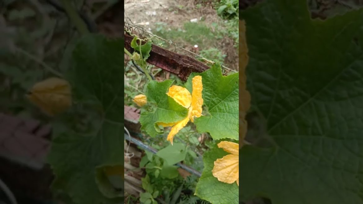 Special vegetables garden#shorts