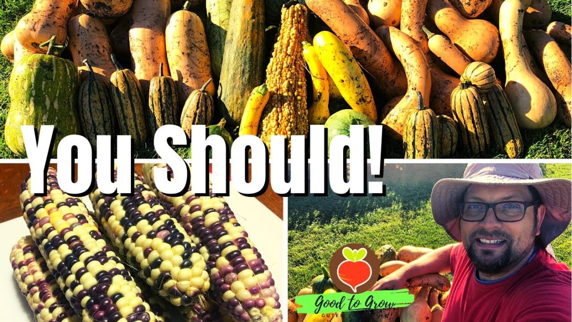 Is Allotment Gardening Worth It? | The MONETARY Value of Community Gardening Is Allotment Gardening Worth It? | The MONETARY Value of Community Gardening