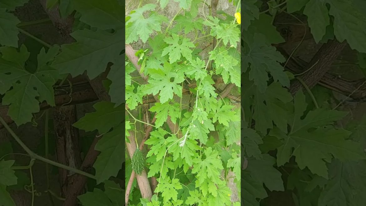 Bitter Gourd Plant | Lots of Bitter Gourds | Vegetable Gardening #Shorts #PupsToPlant #YoutubeShorts