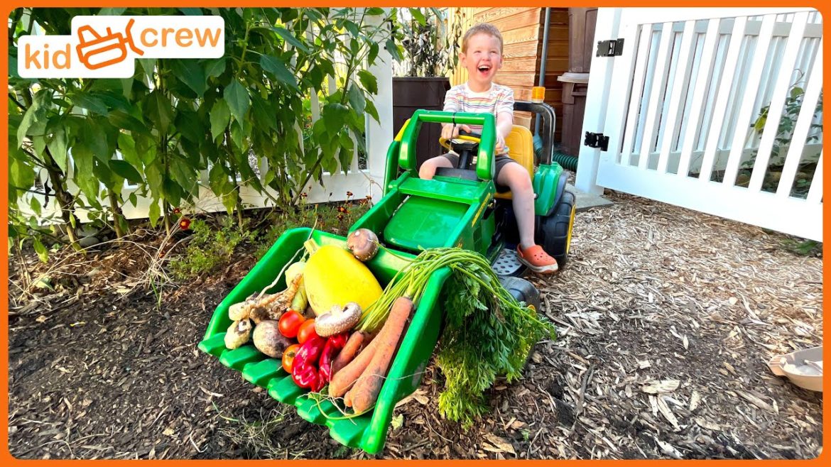Harvesting vegetables from the garden with our tractor. Educational how greenhouses work | Kid Crew Harvesting vegetables from the garden with our tractor. Educational how greenhouses work | Kid Crew
