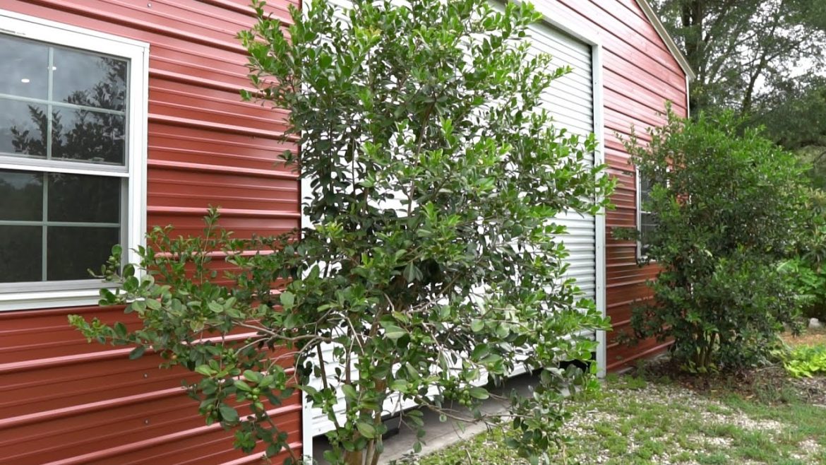 This Fruit Tree is Perfect For The Front Yard! This Fruit Tree is Perfect For The Front Yard!