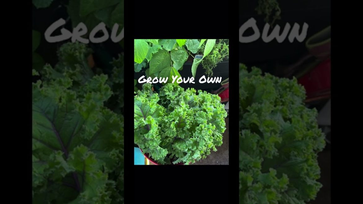 Container Garden Kale Harvest