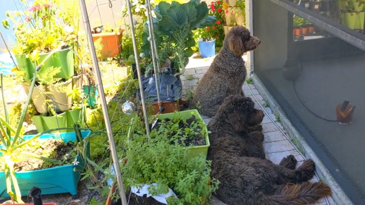30+ Container Garden April Update - Florida Renter's Garden Tour