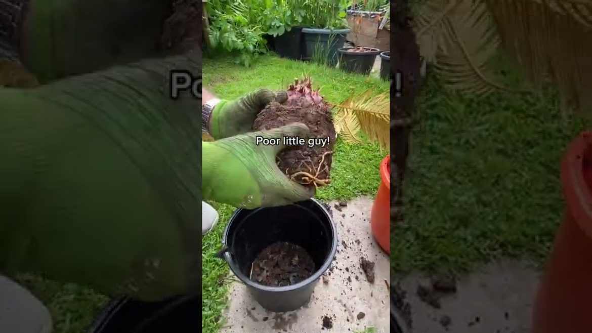 #shorts #garden #gardening #gardentour #gardener #gardens #harvest #harvesting #organic #planting #shorts #garden #gardening #gardentour #gardener #gardens #harvest #harvesting #organic #planting