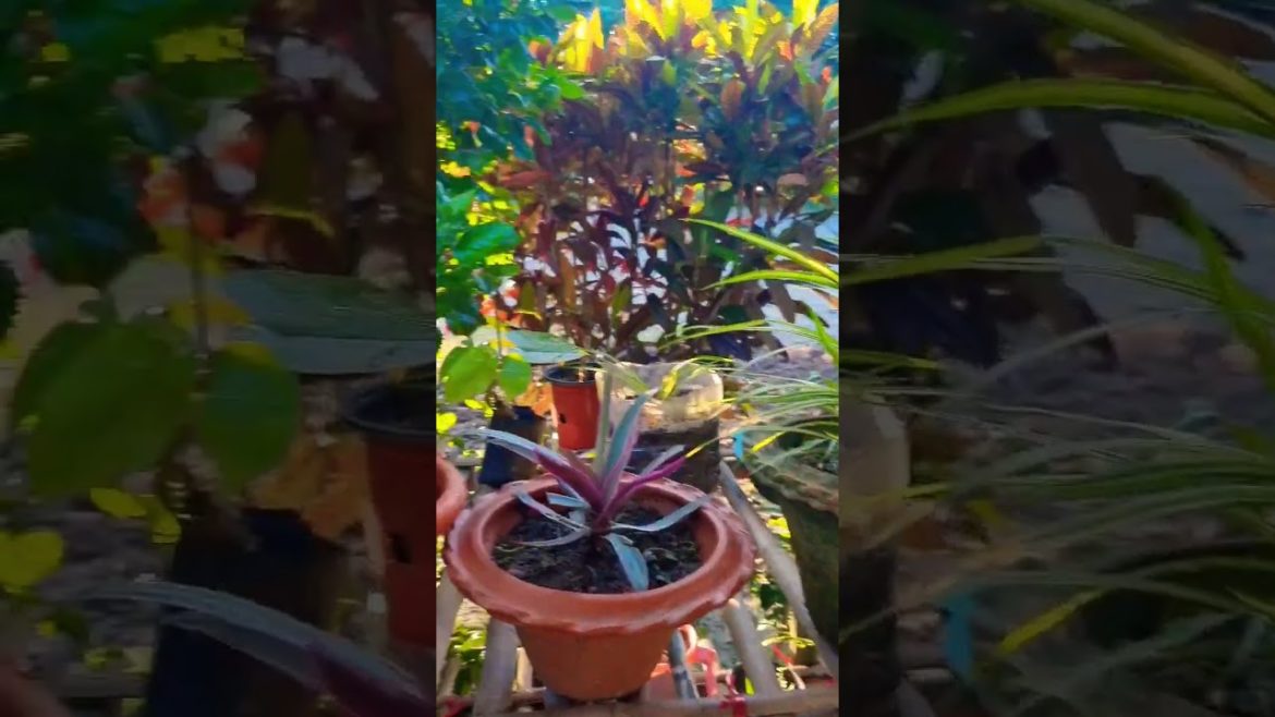 ORCHIDS || How to grow orchids in pot || Gardening tips || Dendrobium