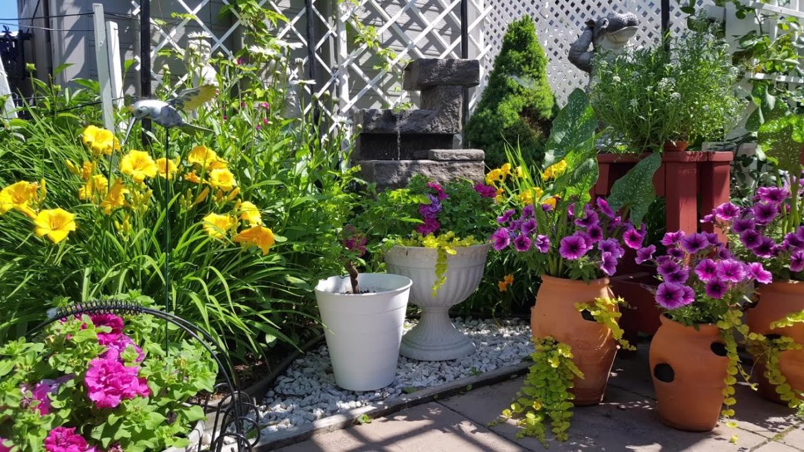 GARDEN TOUR | July Small Backyard Garden