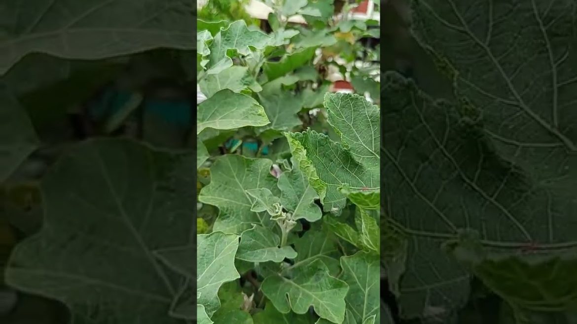 Flowers on Brinjal plant - should convert into fruit soon