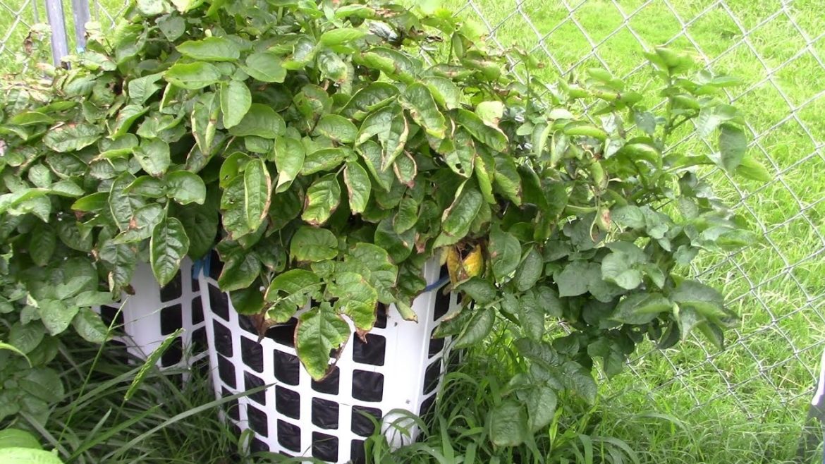 Container Garden Tour || An Update On Her Potatoes She Grows In Laundry Baskets Container Garden Tour || An Update On Her Potatoes She Grows In Laundry Baskets