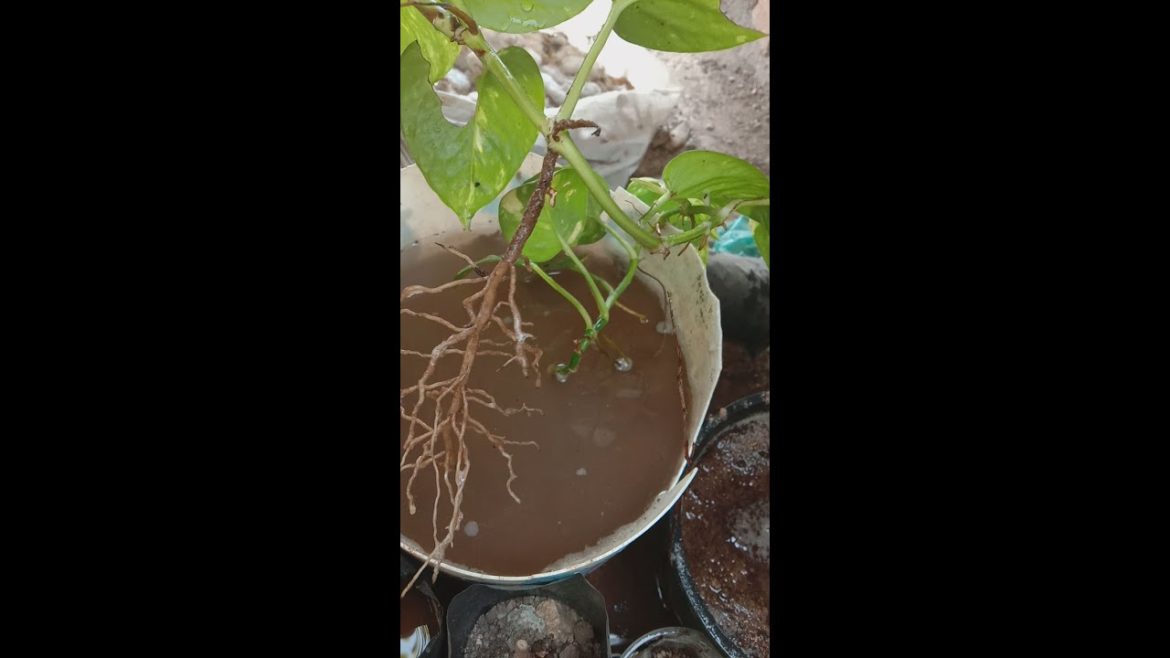 How To Grow Money Plant Fast And Easy money plant ki ruts