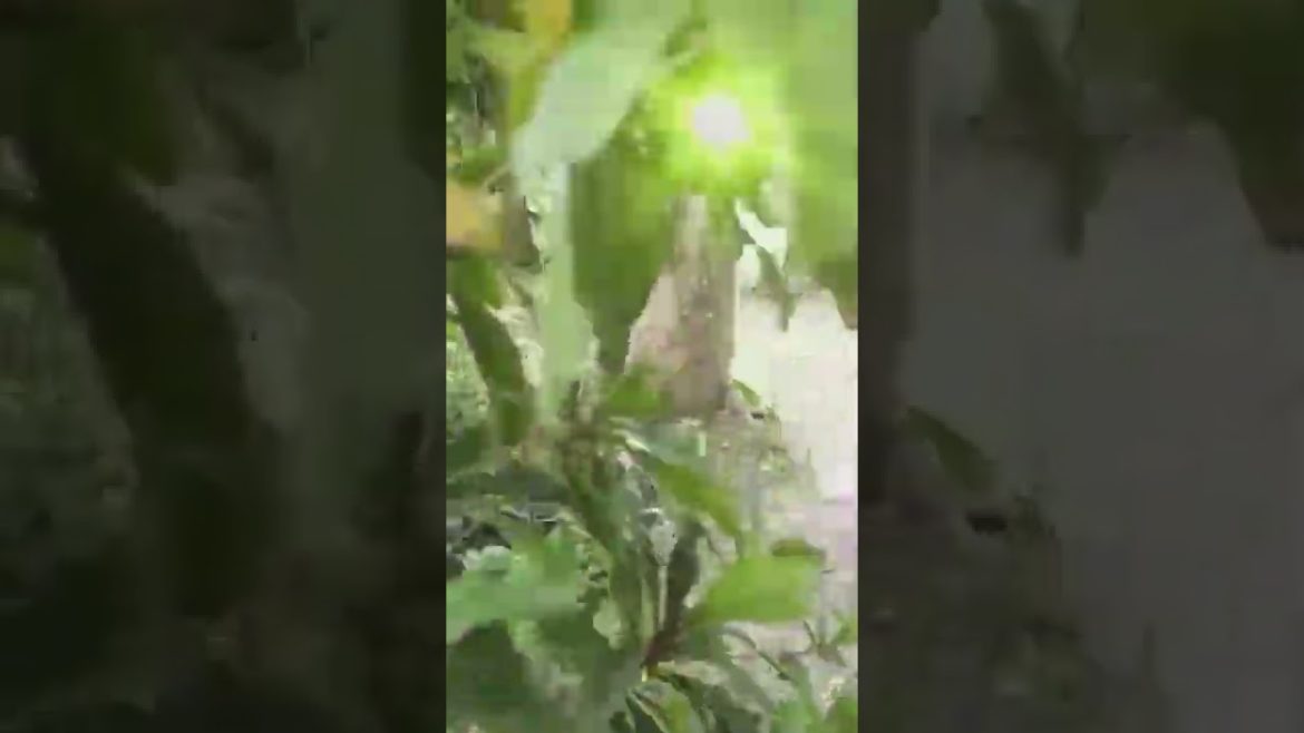 Magic Fruit-Plants in Container-Garden Landscape-Avalon Farm 🌳