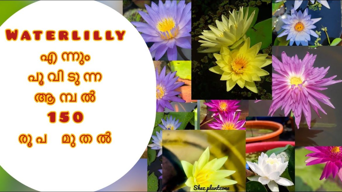waterlilly sale starting from 150|Shez zone