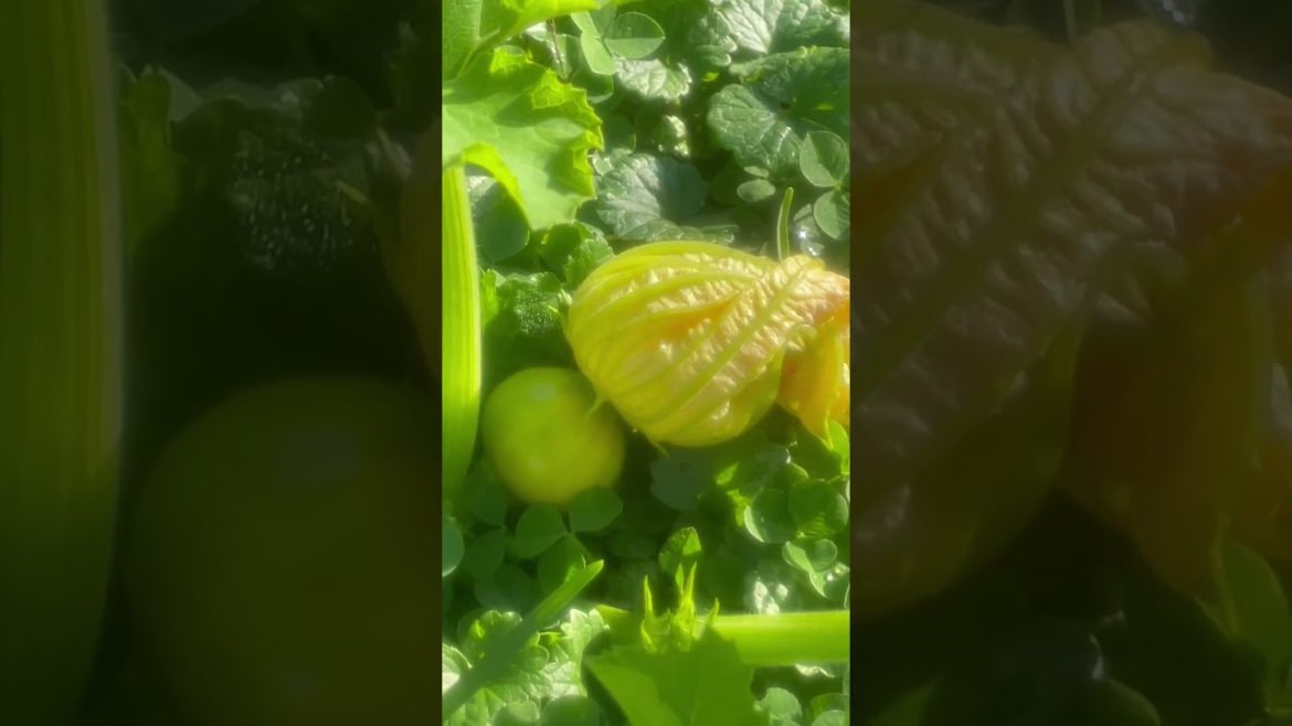 Growing my own Pumpkin Patch in my backyard Garden - Fall Garden Tour Walk through #shorts #short
