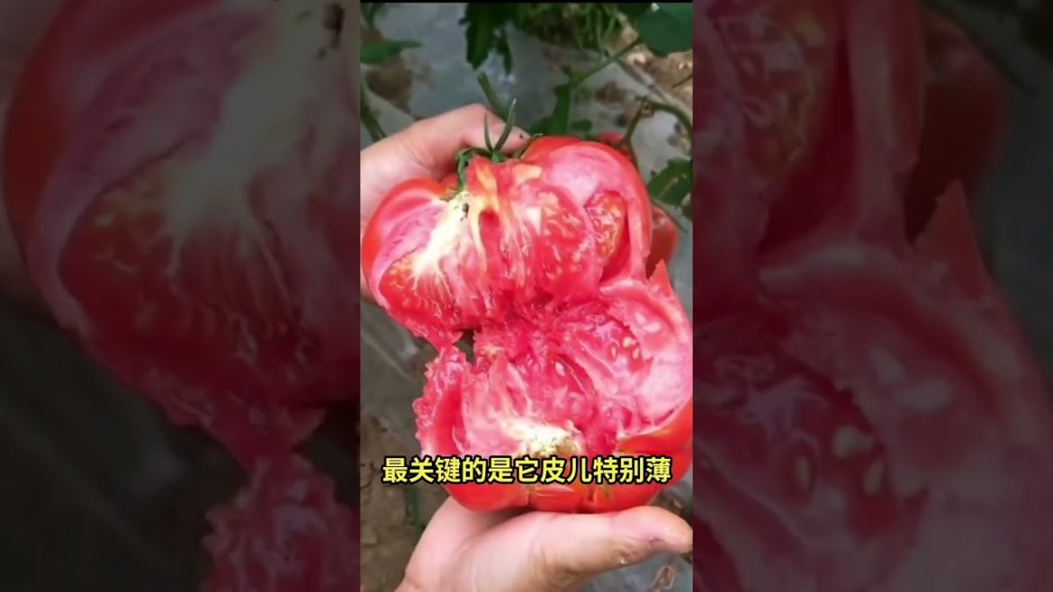 Life style garden vlog| idea sharing vegetalbe Life style garden vlog| idea sharing vegetalbe