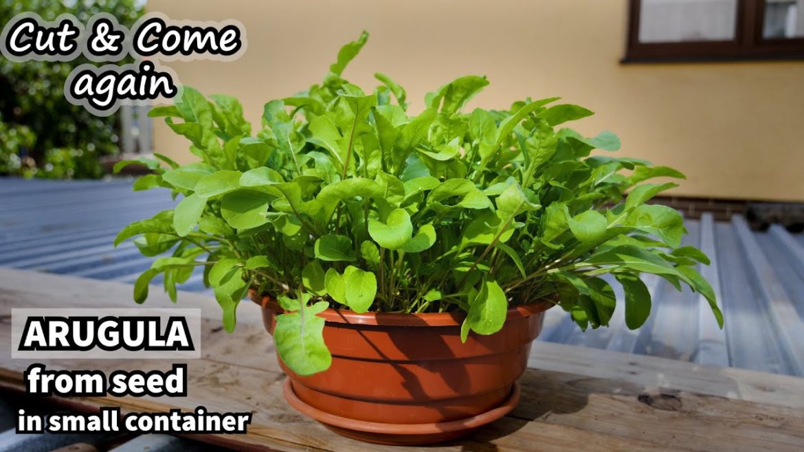 Growing Arugula in Small Space (Rocket from Seed to Harvest) Container garden