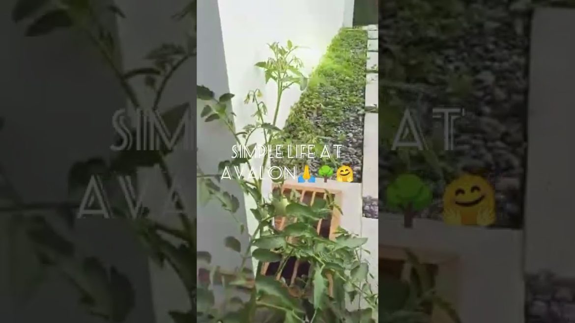 Tomato Garden Landscape-Edible Plants @ Avalon Garden🌳