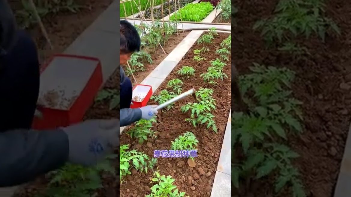 Life style garden vlog| idea sharing vegetalbe