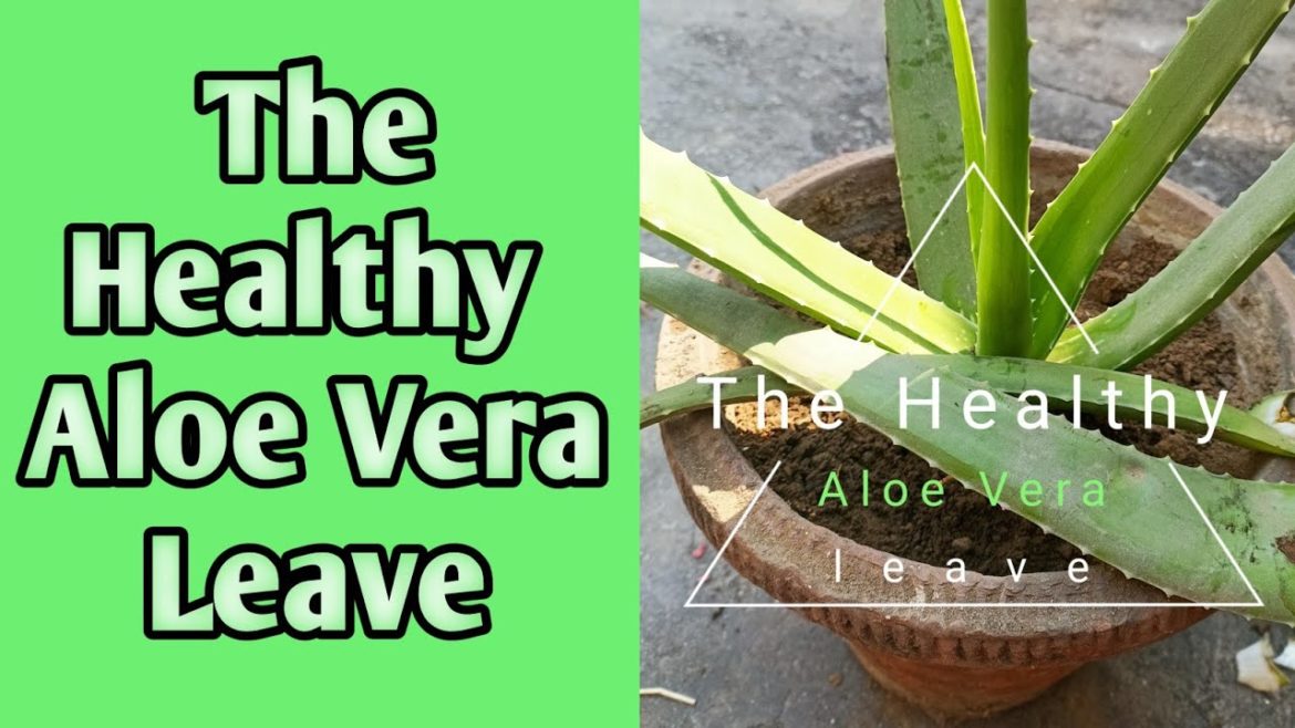 health edible aloe Vera leave || #shorts #ediblealoevera #shortsfeed @The Aloe Vera Garden