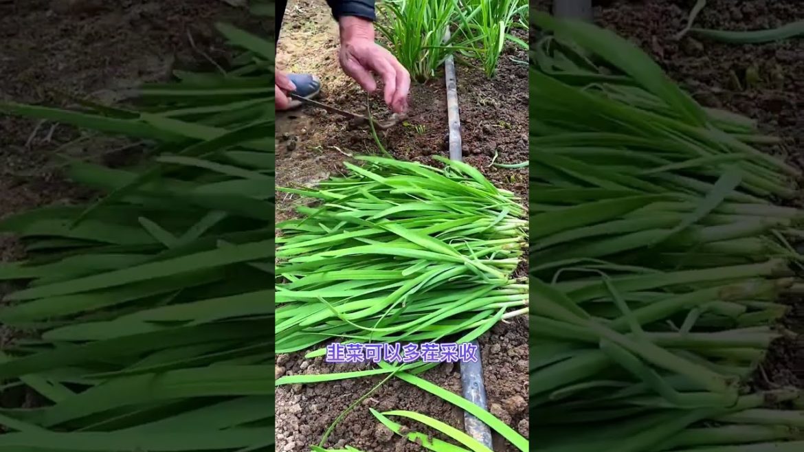 Life style garden vlog| idea sharing vegetalbe