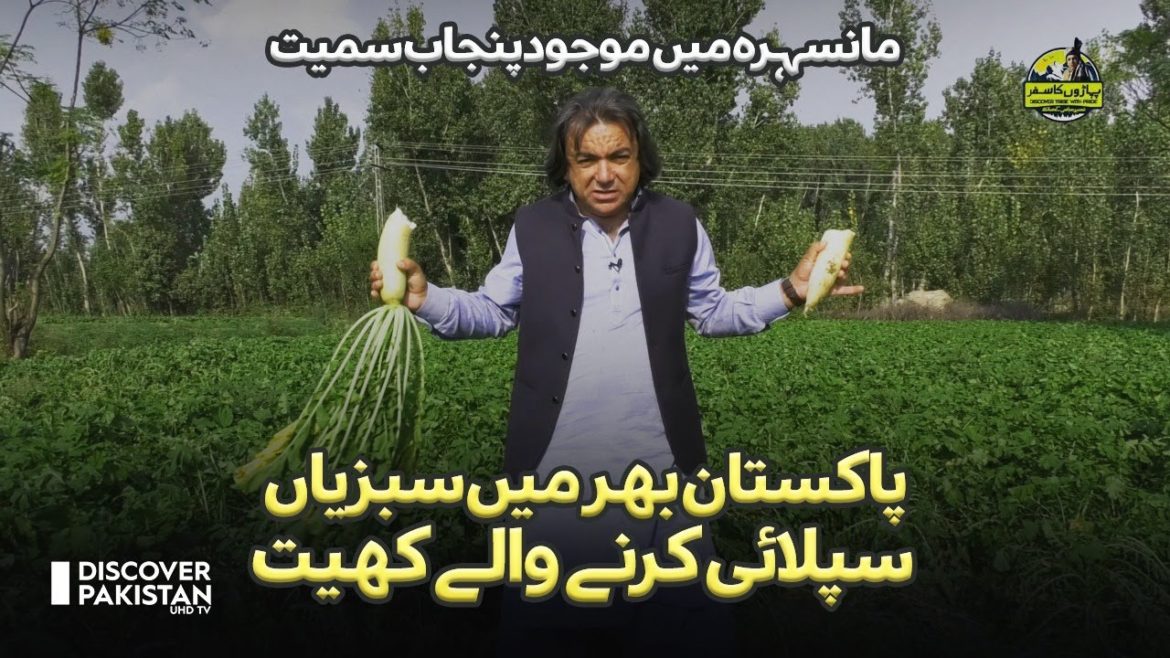 Punjab Smait Pakistan Bhar Mein Sabzi Supply Karny Waly Khait Punjab Smait Pakistan Bhar Mein Sabzi Supply Karny Waly Khait