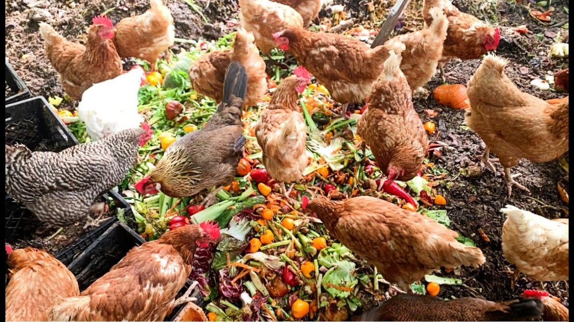 Chicken Yard - Fall Overhaul! (with Chicken TV)