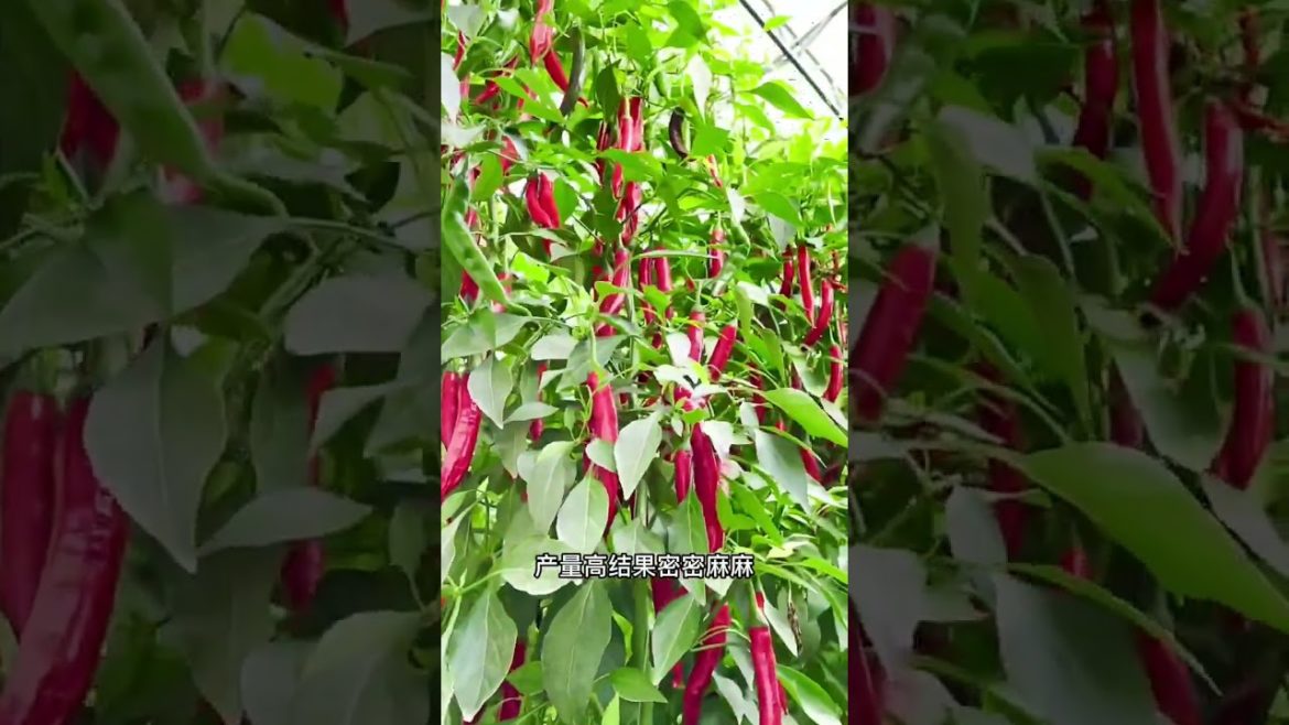 October 2022 Tips for garden at home with me October 2022 Tips for garden at home with me