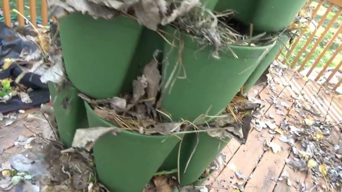 Garden clean up, saving seeds, container gardening day Round 5 Garden clean up, saving seeds, container gardening day Round 5