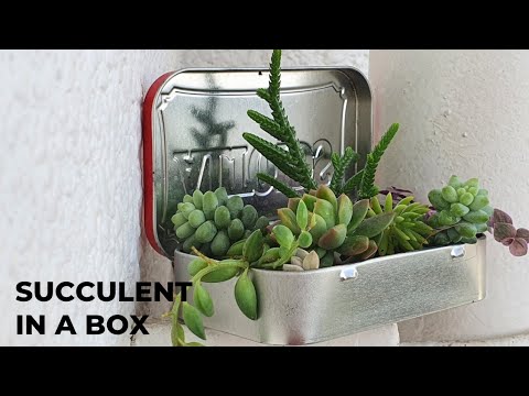 Miniature Gardens: Succulent In a Box | How to Make Holes in Tin Cans Miniature Gardens: Succulent In a Box | How to Make Holes in Tin Cans