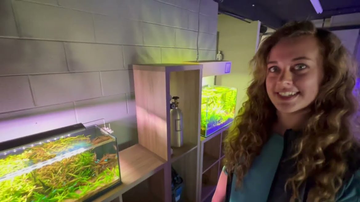 SO MANY SCAPES!! – SR AQUARISTIK FULL TOUR WITH RACHEL SO MANY SCAPES!! - SR AQUARISTIK FULL TOUR WITH RACHEL