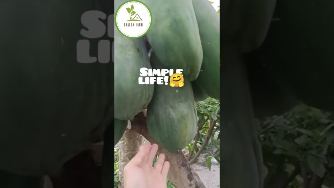 Papaya Harvest Garden Landscape-Edible Plants-Avalon Farm🌳