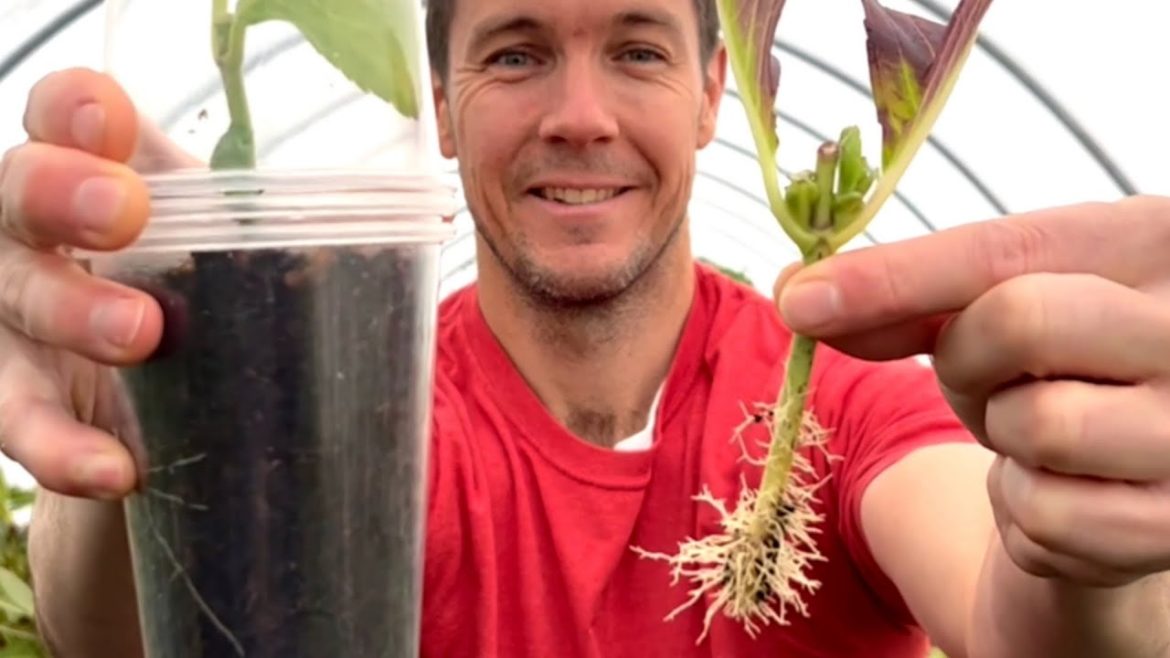 A Simple Plant Rooting Method #shorts #plants #gardening A Simple Plant Rooting Method #shorts #plants #gardening