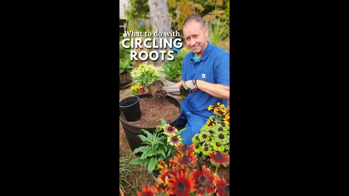 Circling Roots and Simplified Root Pruning – βοΈ #shorts Circling Roots and Simplified Root Pruning - βοΈ #shorts